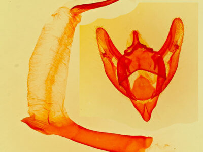 genitalia view of adult Phigalia strigataria