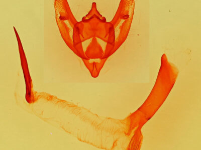 genitalia view of adult Phigalia strigataria