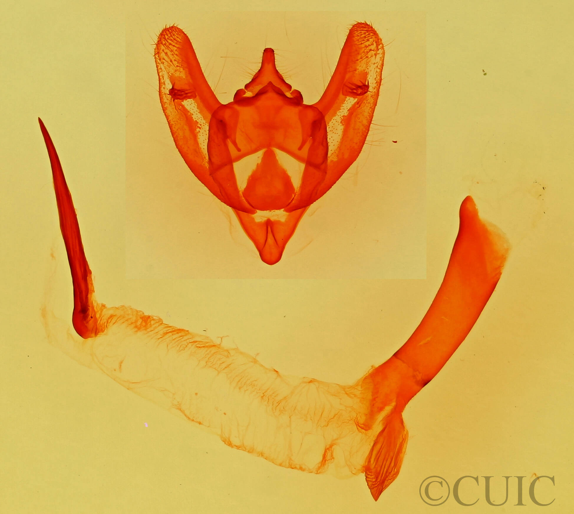 genitalia view of adult Phigalia strigataria