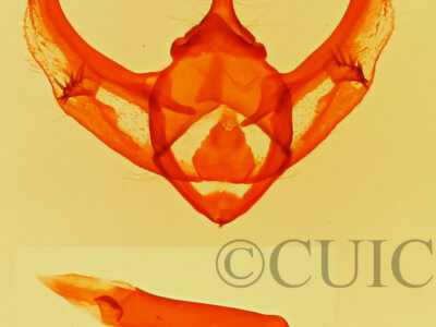 genitalia view of adult Phigalia dentriculata