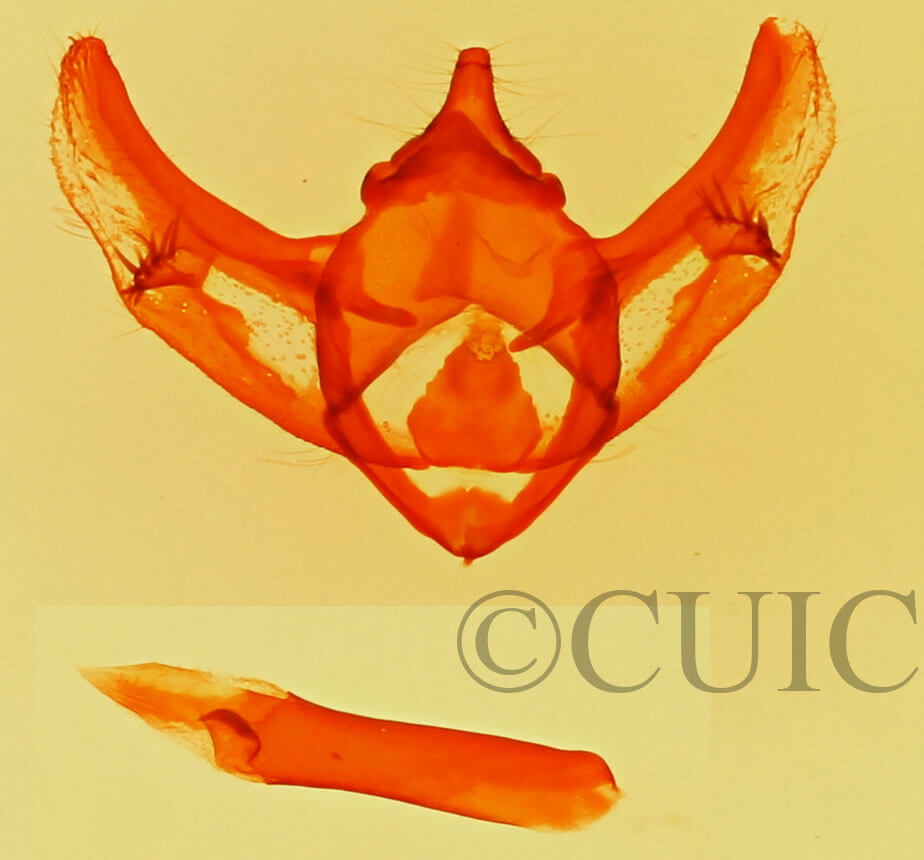 genitalia view of adult Phigalia dentriculata