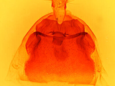 genitalia view of adult Scevesia angustiora