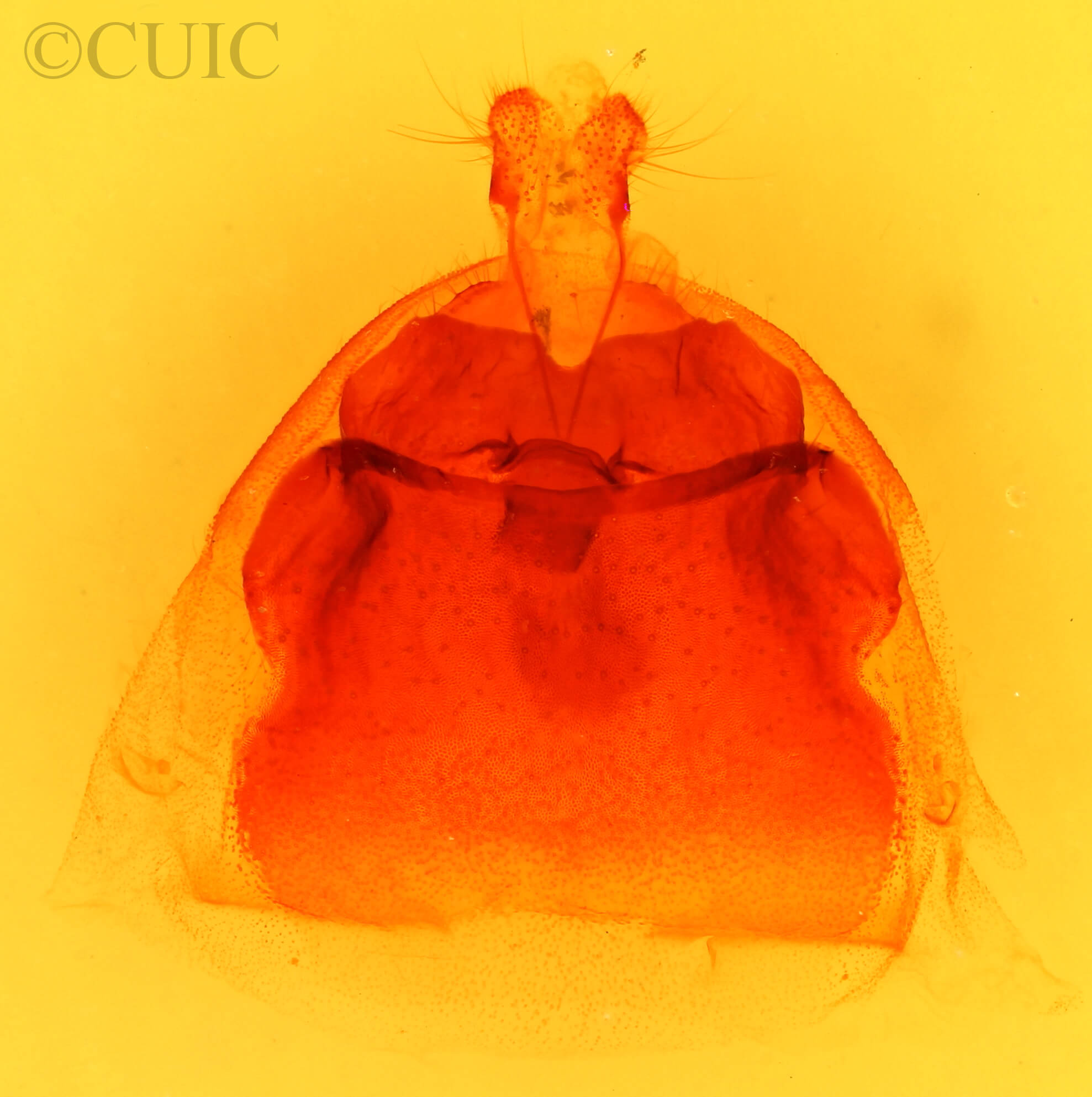 genitalia view of adult Scevesia angustiora