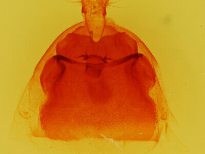 genitalia view of adult Notela jaliscana