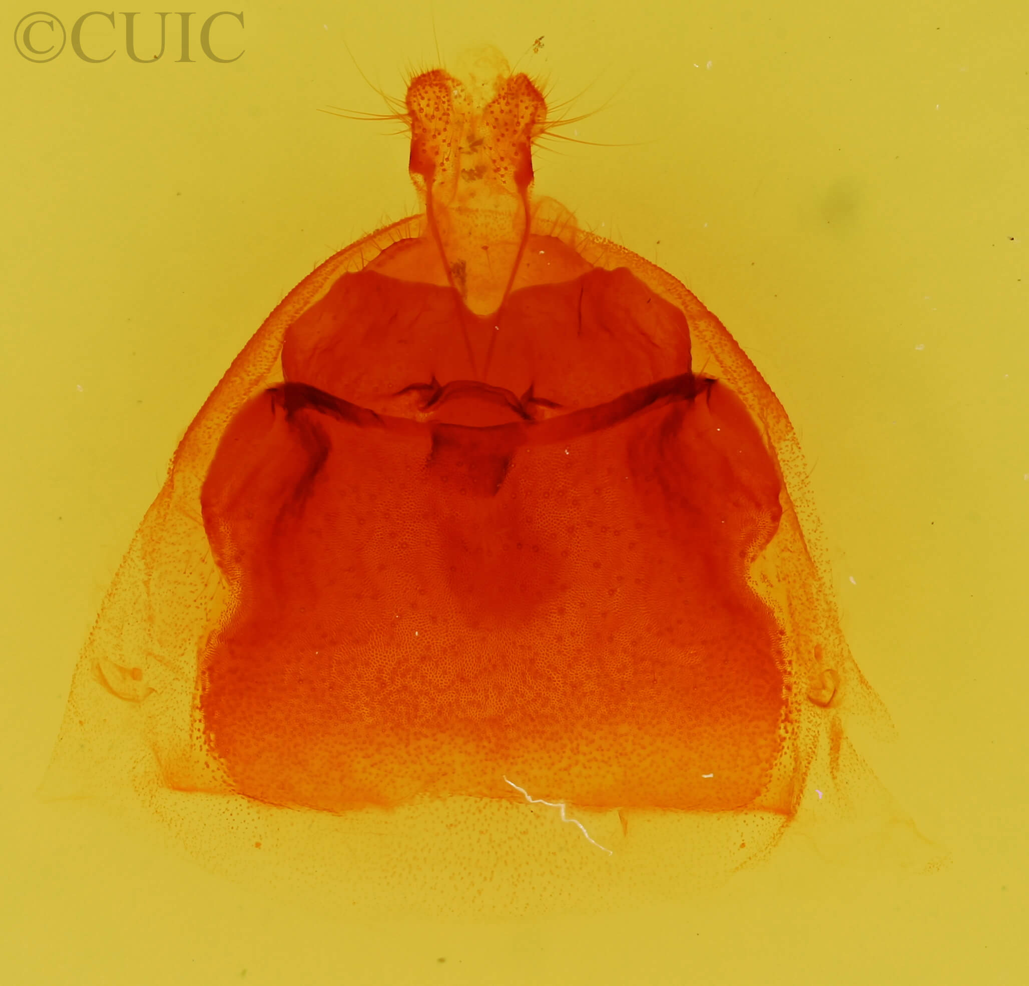 genitalia view of adult Notela jaliscana