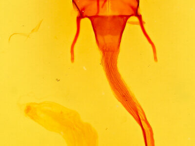 genitalia view of adult Leucania  senescens