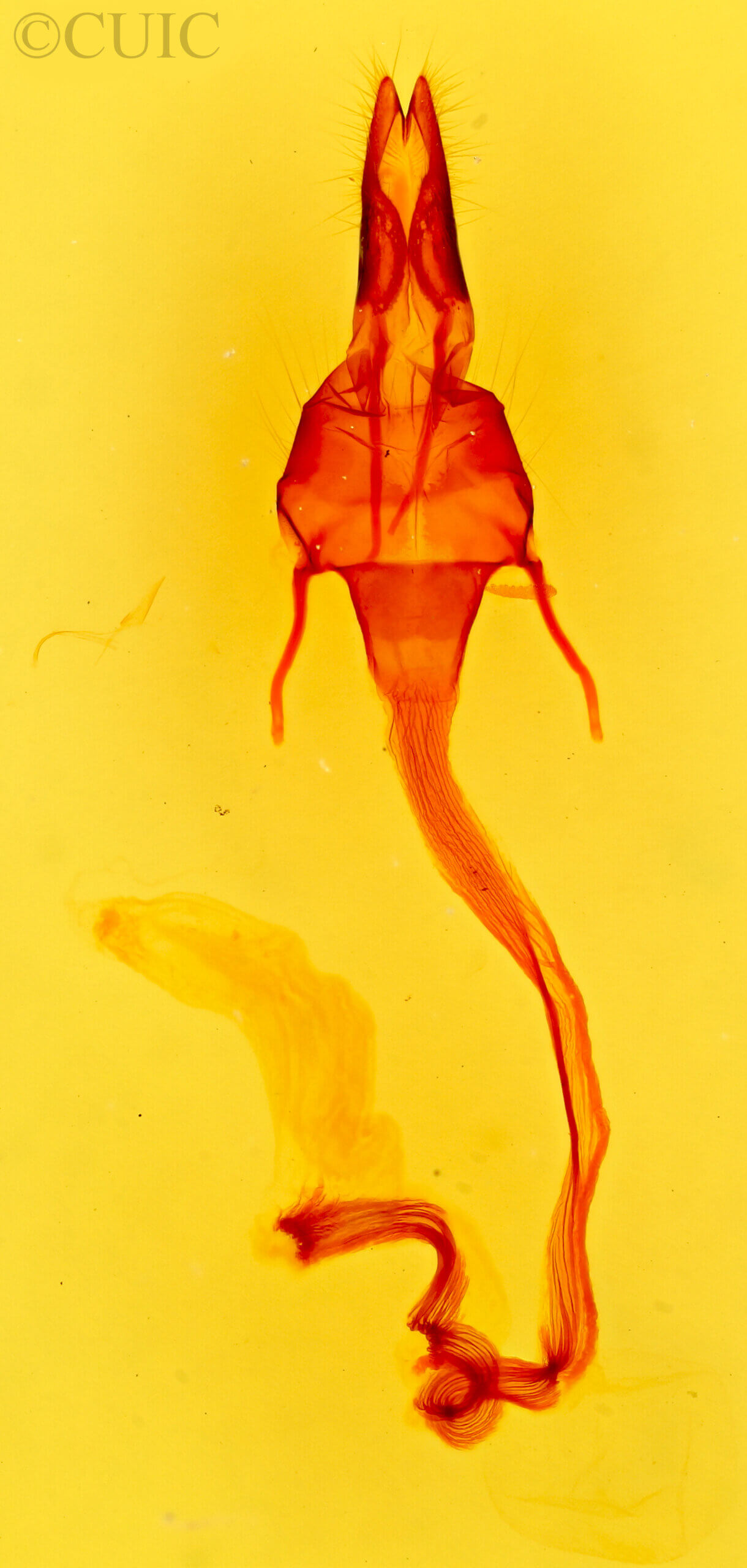 genitalia view of adult Leucania  senescens