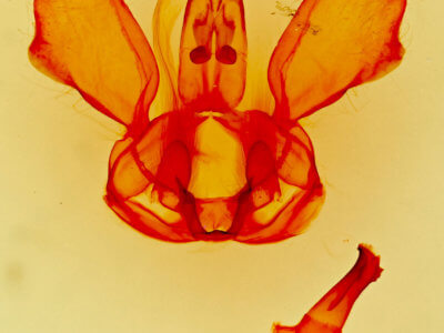 genitalia view of adult Scevesia angustiora