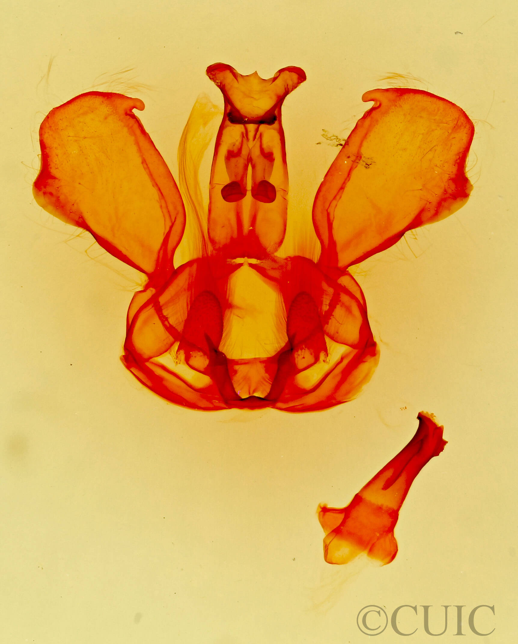 genitalia view of adult Scevesia angustiora