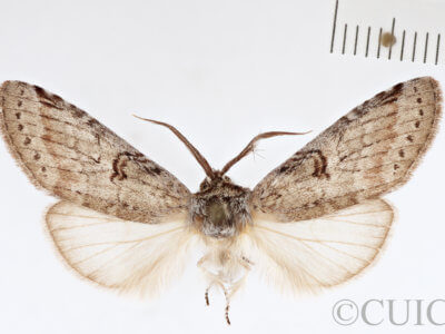 adult Scevesia angustiora