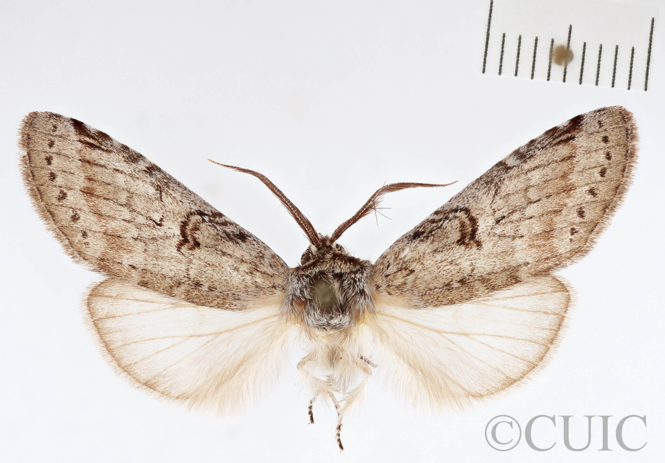 adult Scevesia angustiora