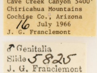 label view of adult Scevesia angustiora