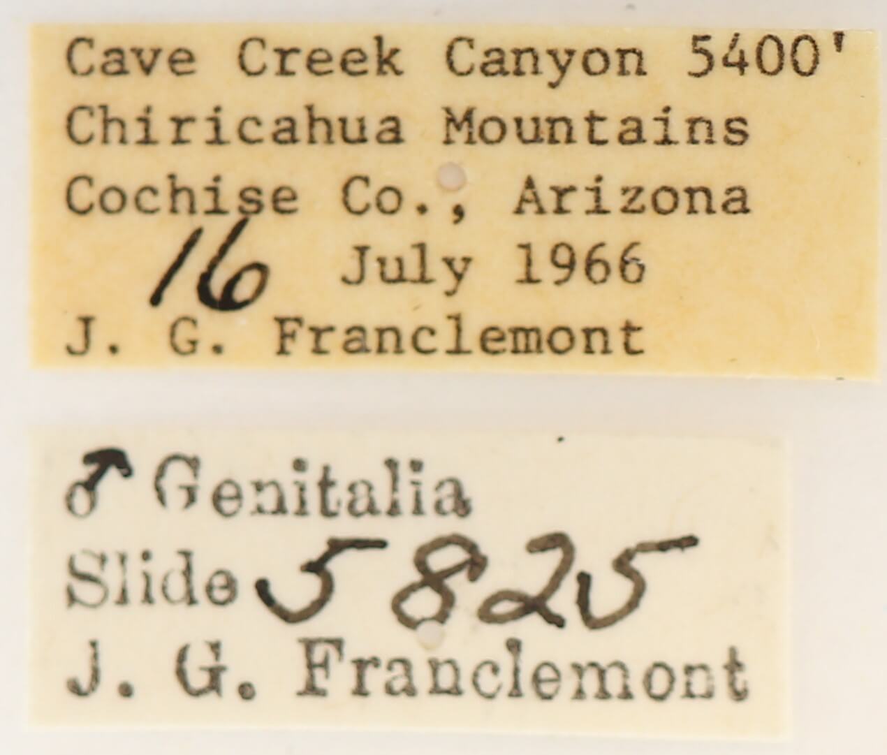 label view of adult Scevesia angustiora