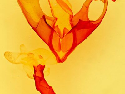 genitalia view of adult Skevesia angustiora