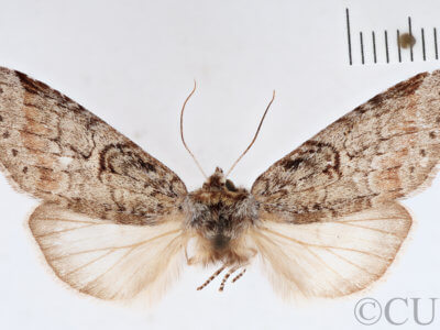 adult Skevesia angustiora