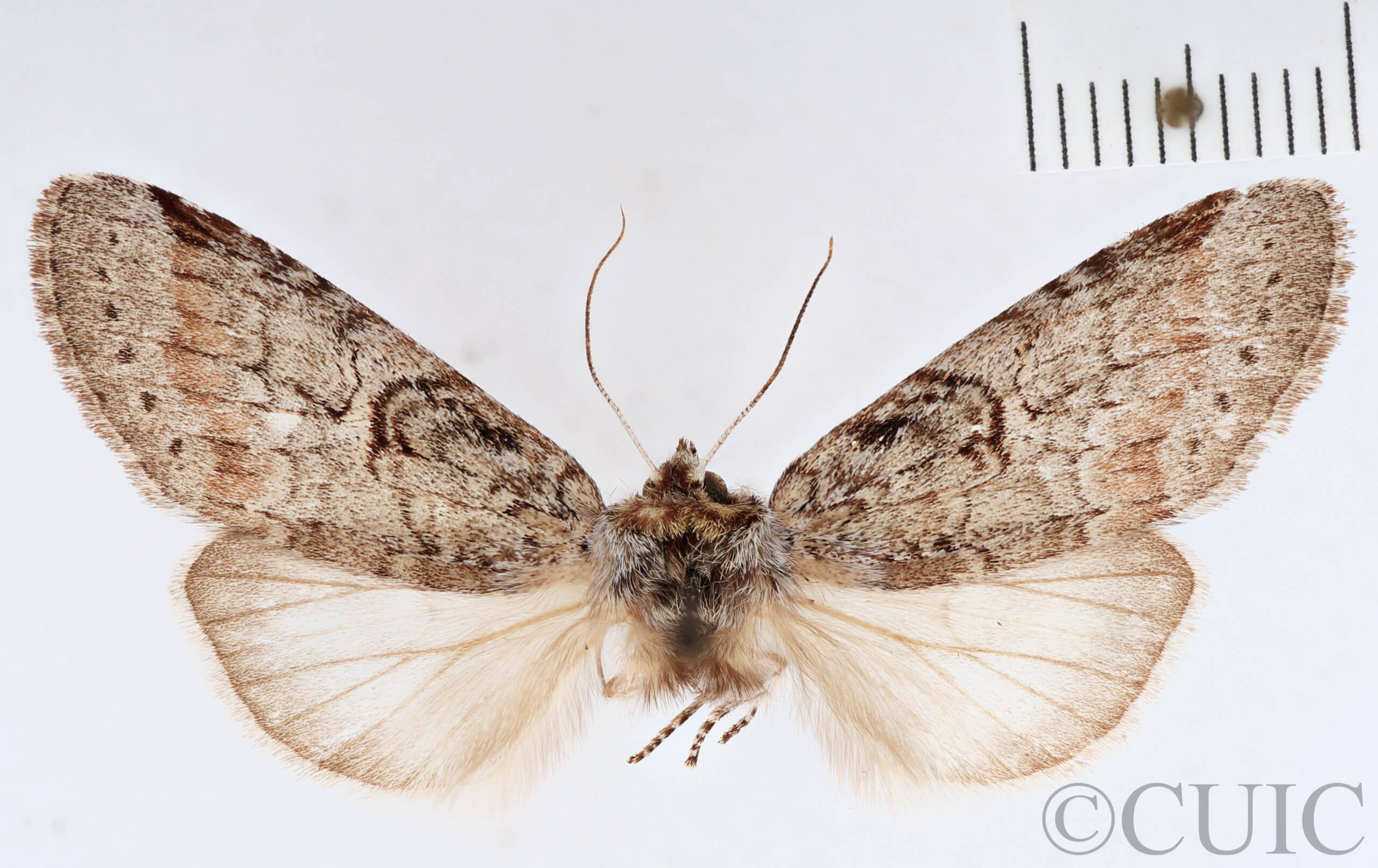 adult Skevesia angustiora