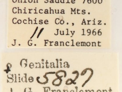 label view of adult Skevesia angustiora