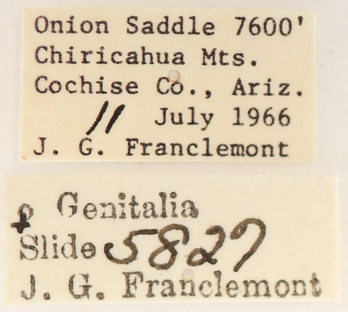 label view of adult Skevesia angustiora