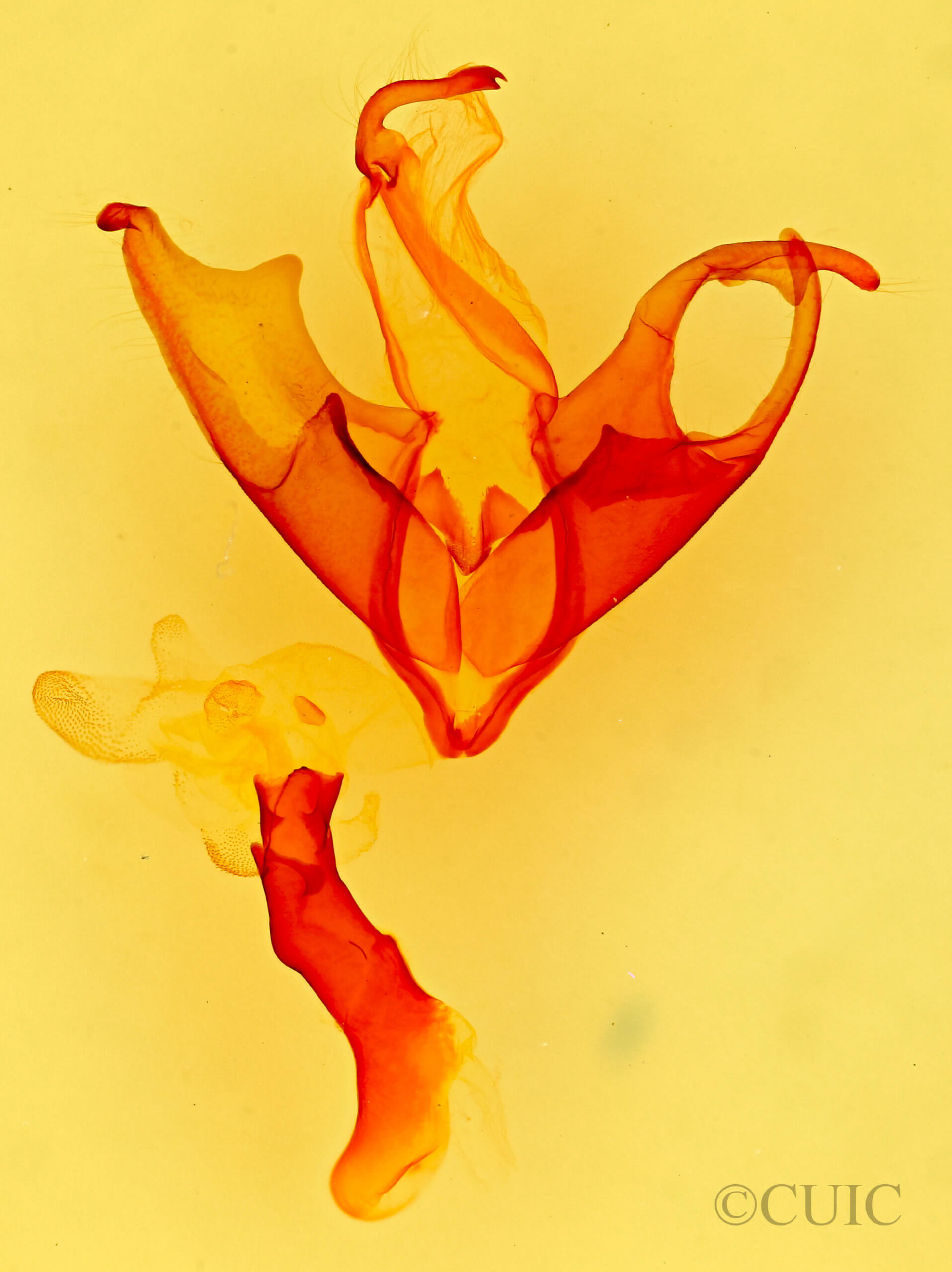 genitalia view of adult Skevesia angustiora