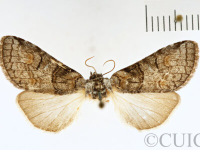 adult Afilia oslari