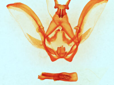 genitalia view of adult Afilia oslari