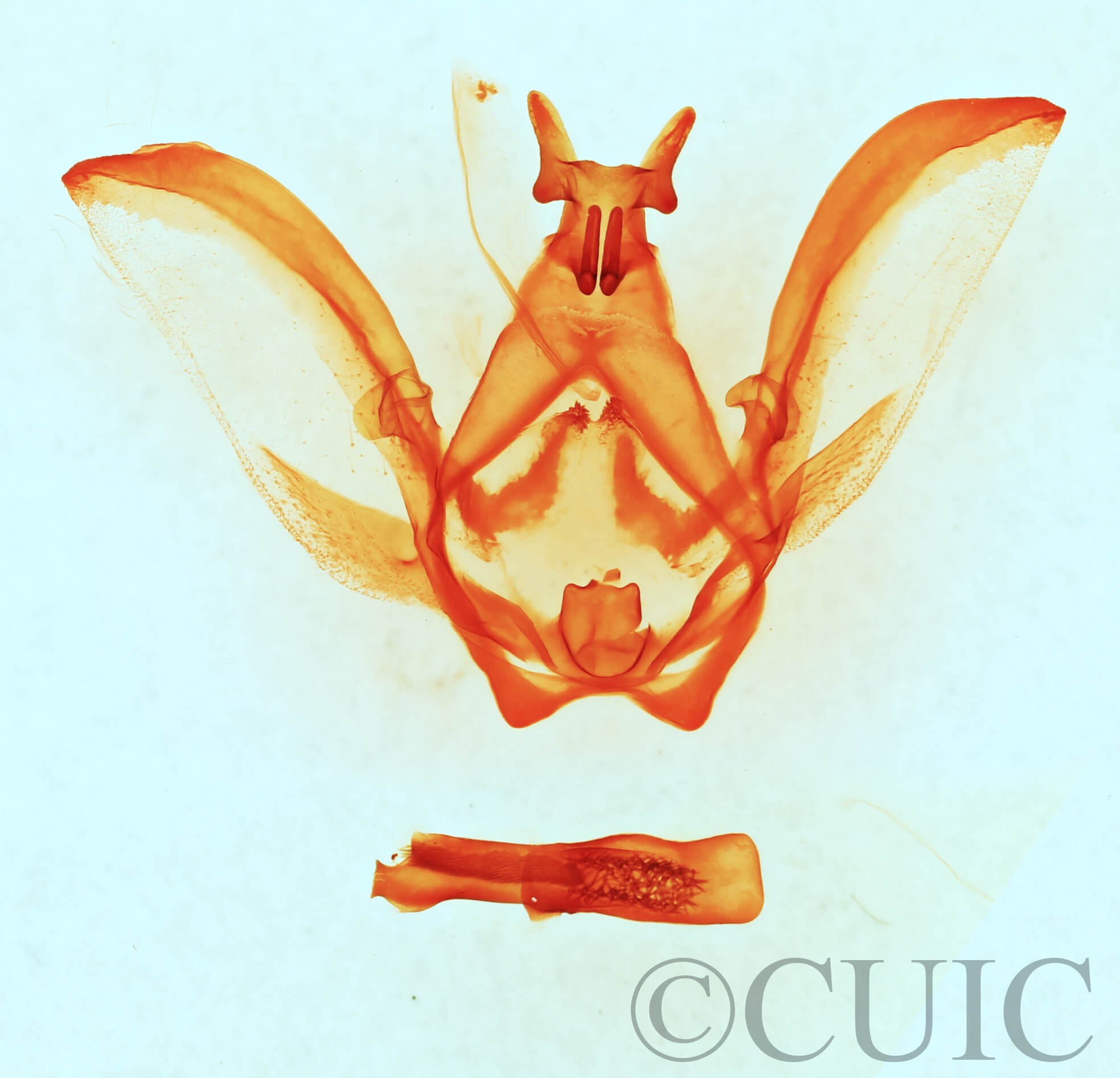 genitalia view of adult Afilia oslari