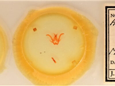 slide view of adult Afilia oslari