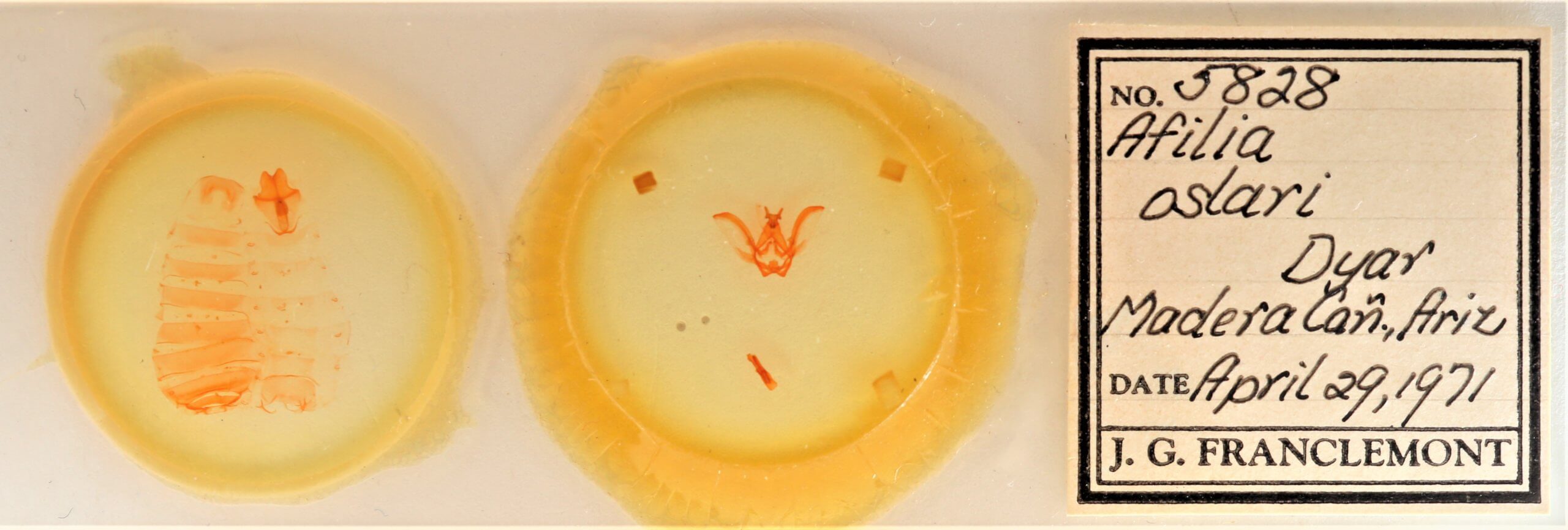 slide view of adult Afilia oslari