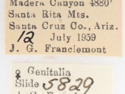 label view of adult Afilia oslari
