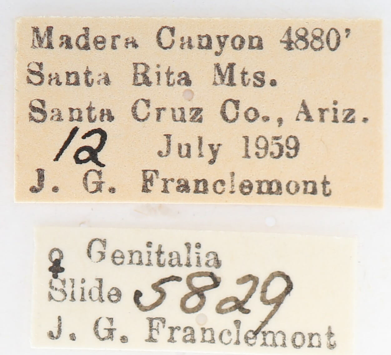 label view of adult Afilia oslari