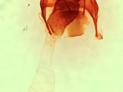 genitalia view of adult Afilia oslari