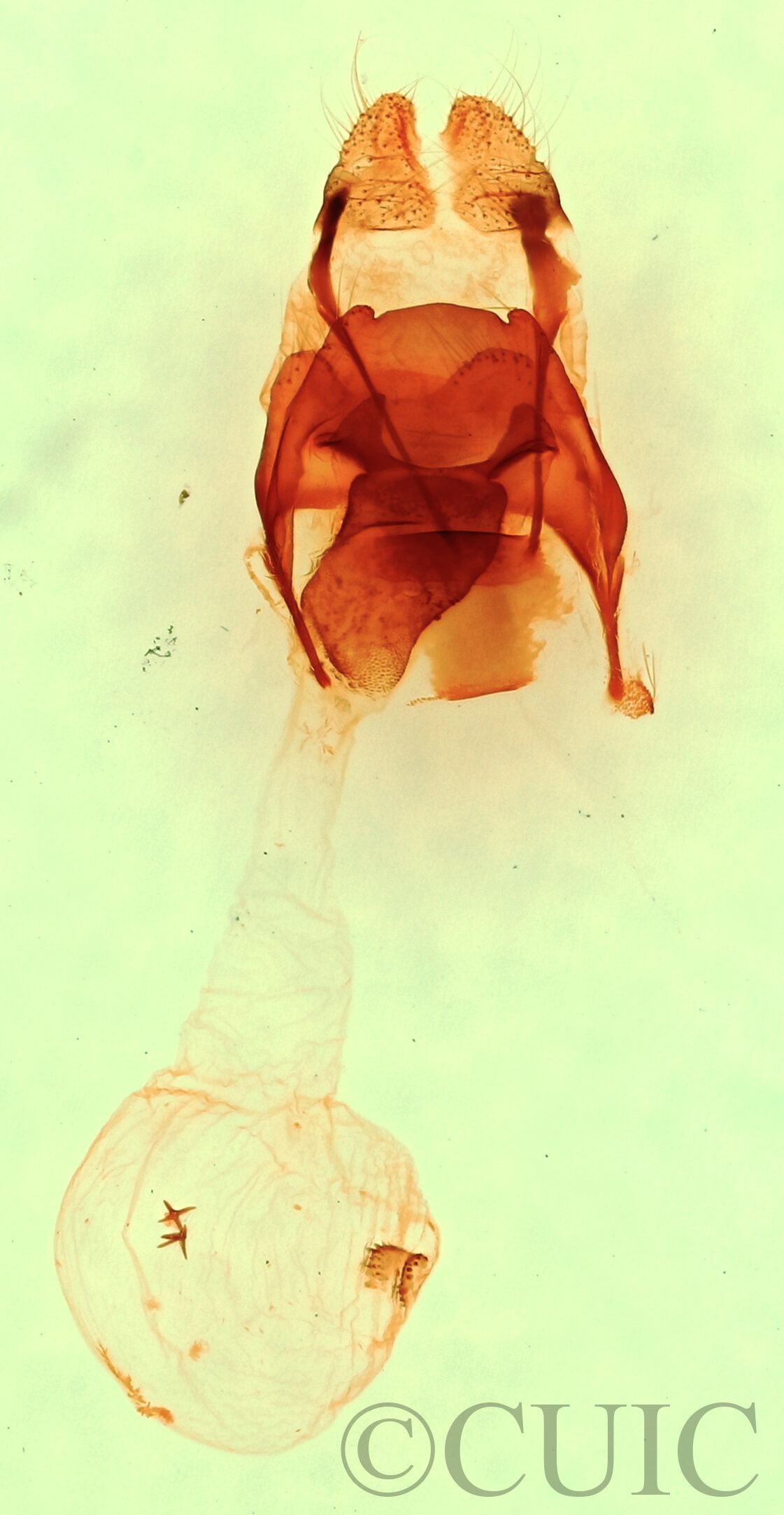 genitalia view of adult Afilia oslari