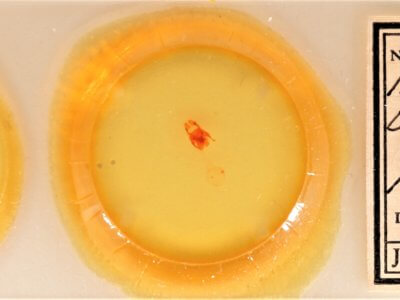 slide view of adult Afilia oslari