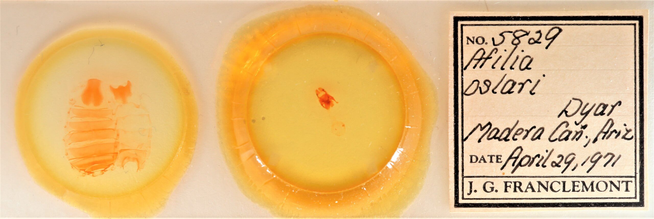 slide view of adult Afilia oslari