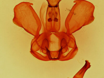 genitalia view of adult Notela jaliscana