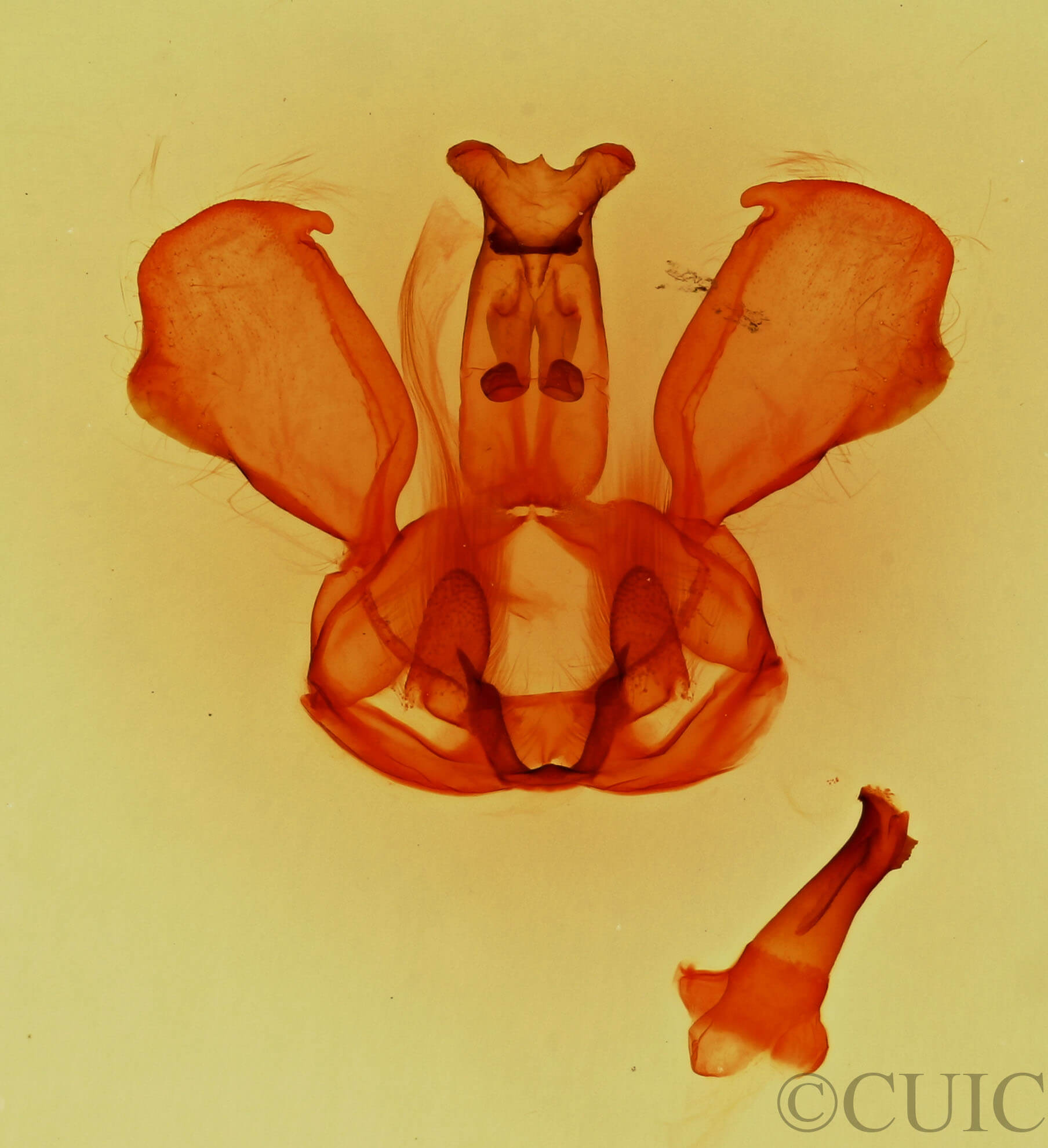 genitalia view of adult Notela jaliscana