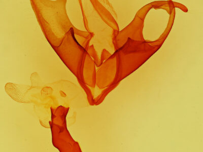 genitalia view of adult Matigramma  obscurior 