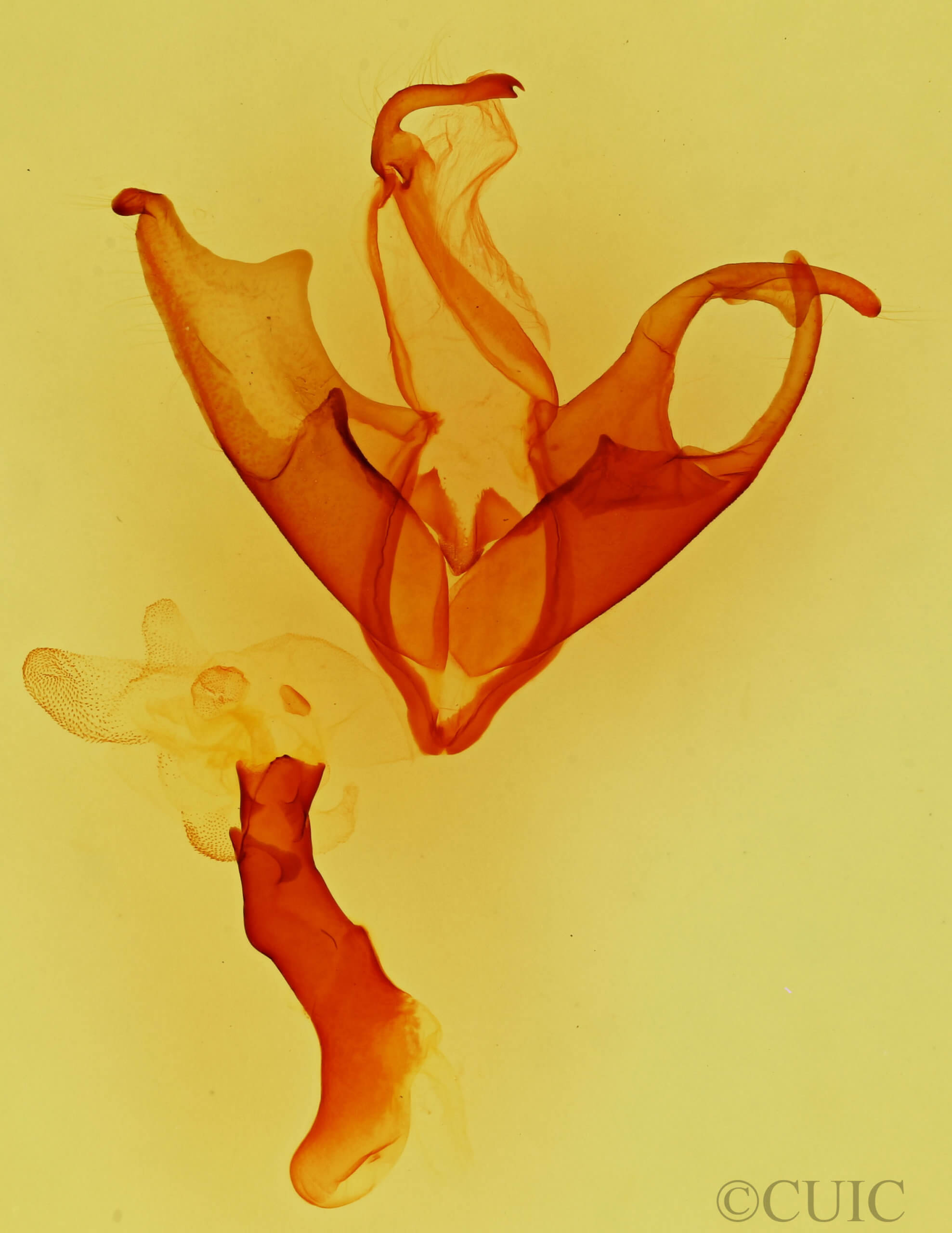 genitalia view of adult Matigramma  obscurior 