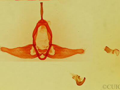 genitalia view of adult Aon noctuiformis