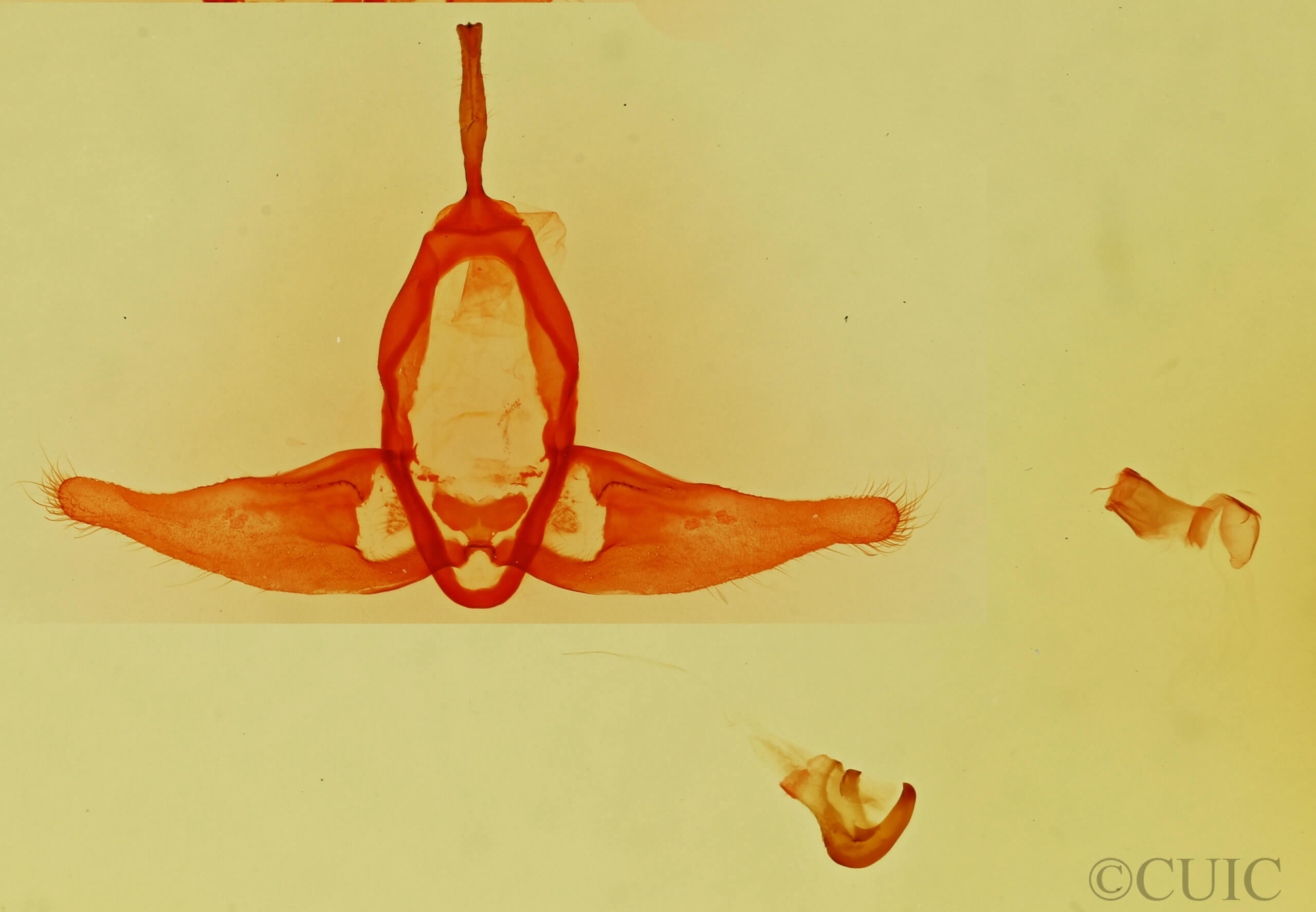 genitalia view of adult Aon noctuiformis