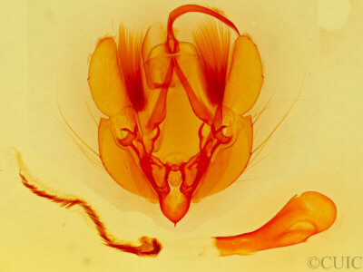 genitalia view of adult Leucania  senescens