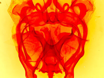 genitalia view of adult Cicinnini