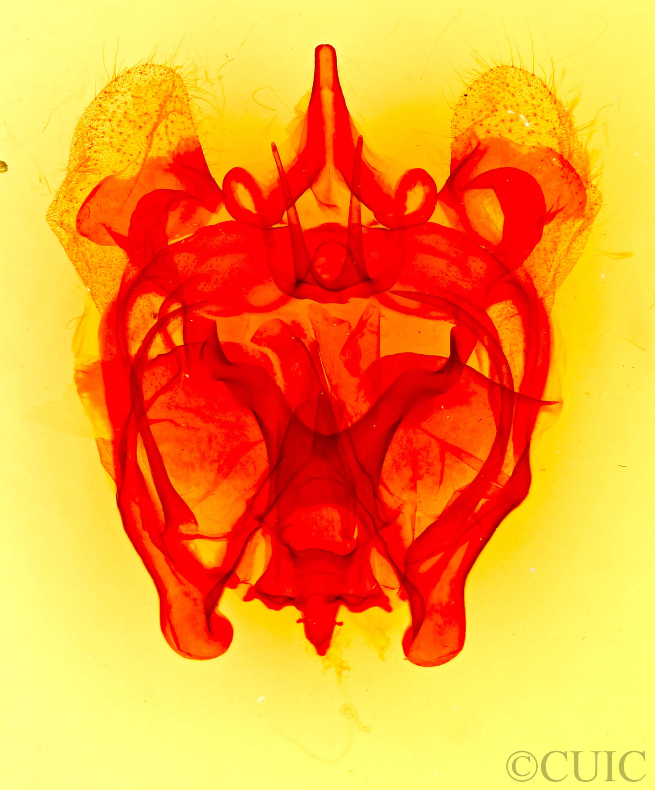 genitalia view of adult Cicinnini