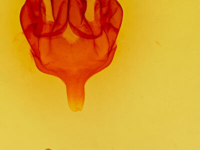 genitalia view of adult Bombyx mori