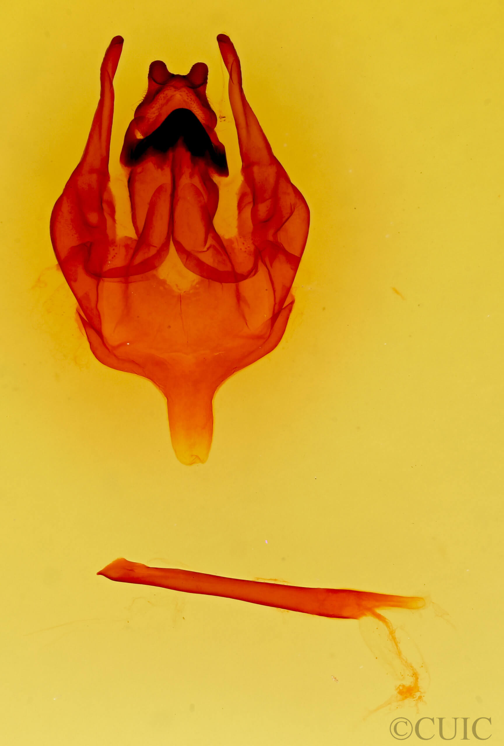 genitalia view of adult Bombyx mori