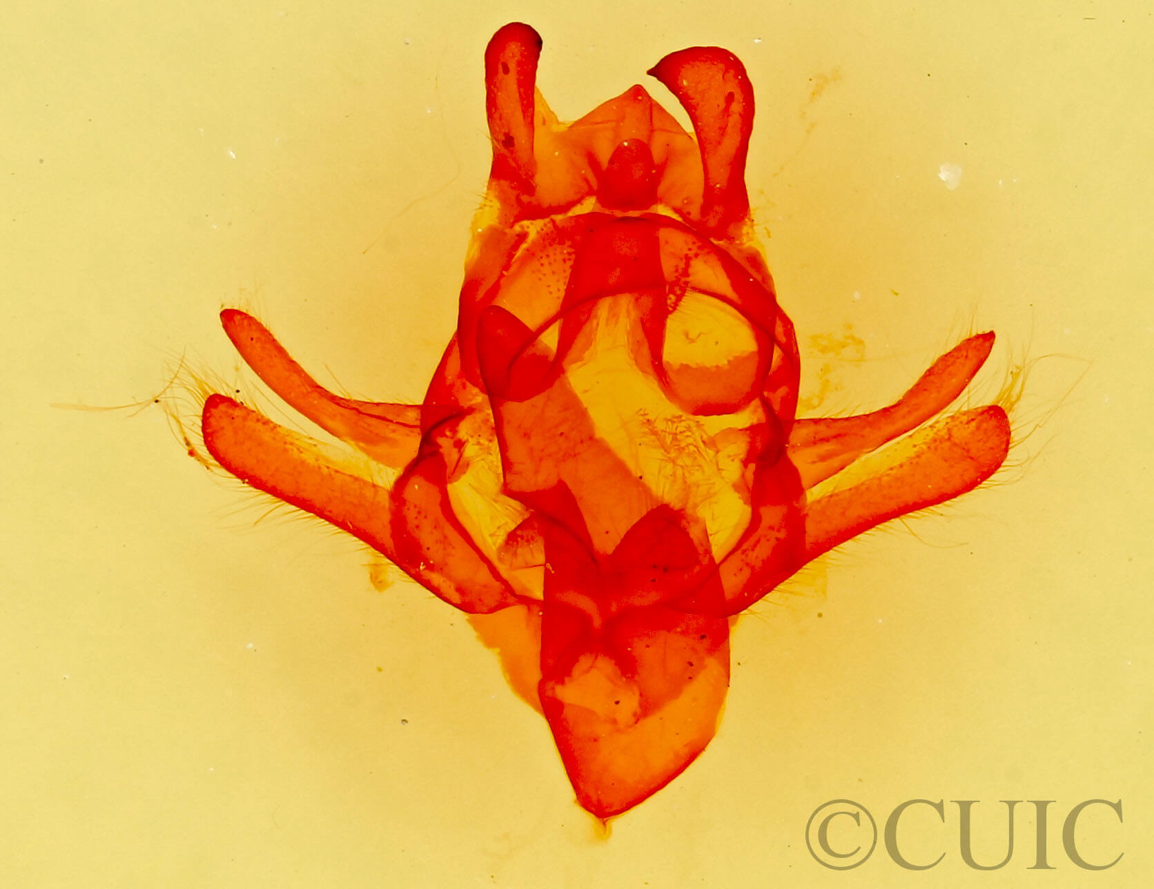 genitalia view of adult Macromphalia dedecora