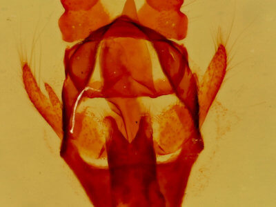 genitalia view of adult Macromphalia  psorica 
