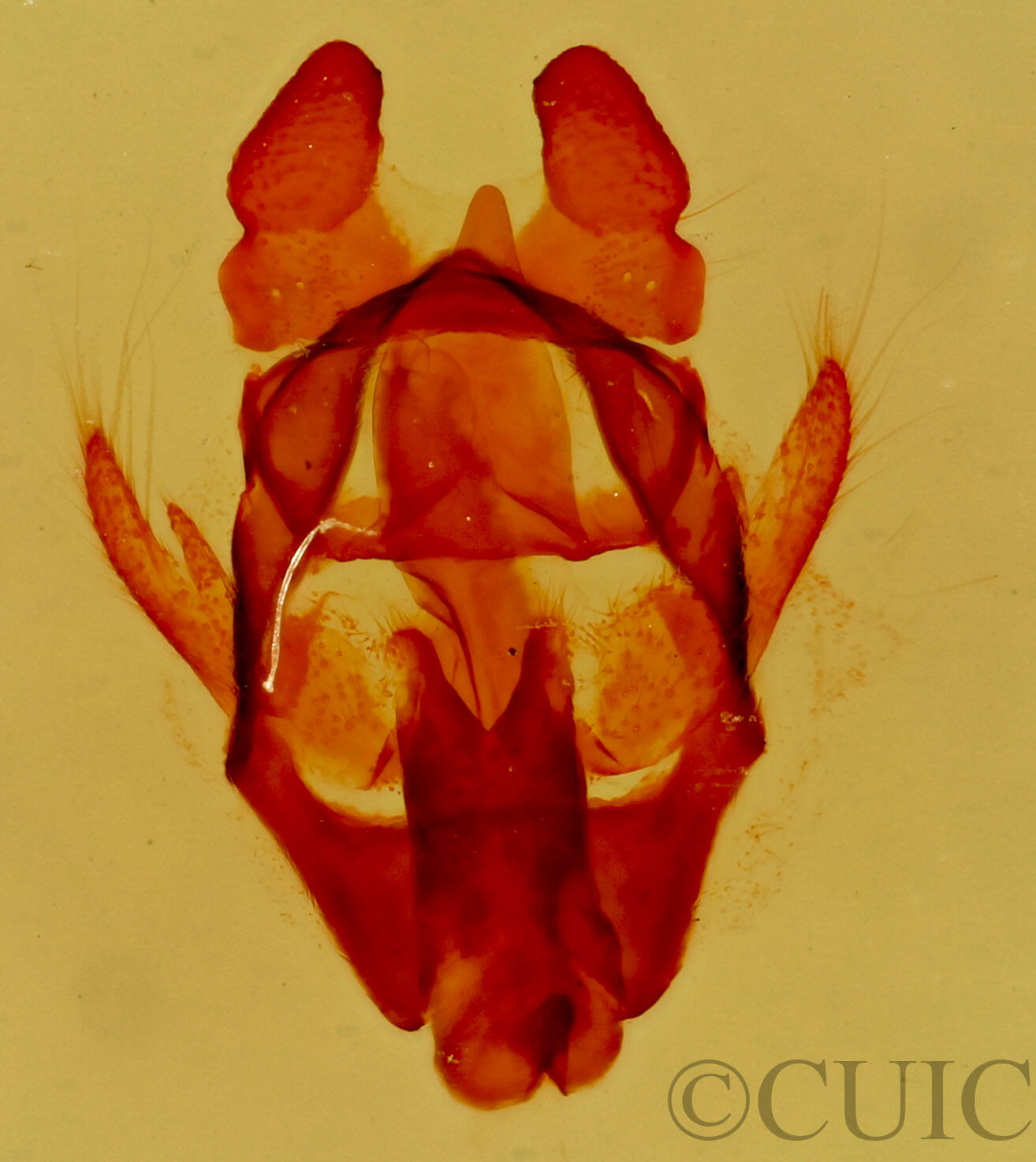 genitalia view of adult Macromphalia  psorica 