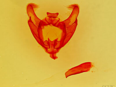 genitalia view of adult Sphinta schausiana 