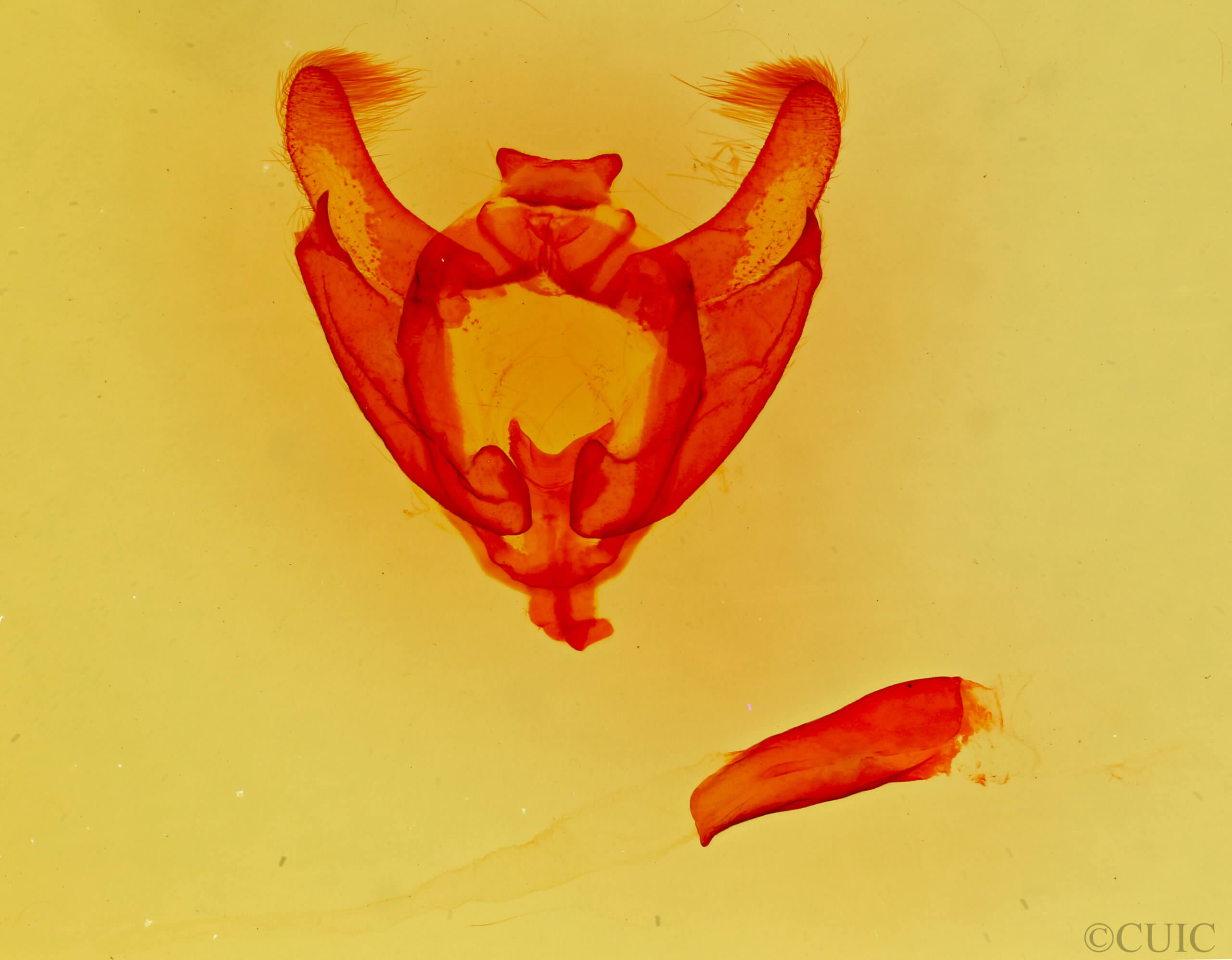 genitalia view of adult Sphinta schausiana 